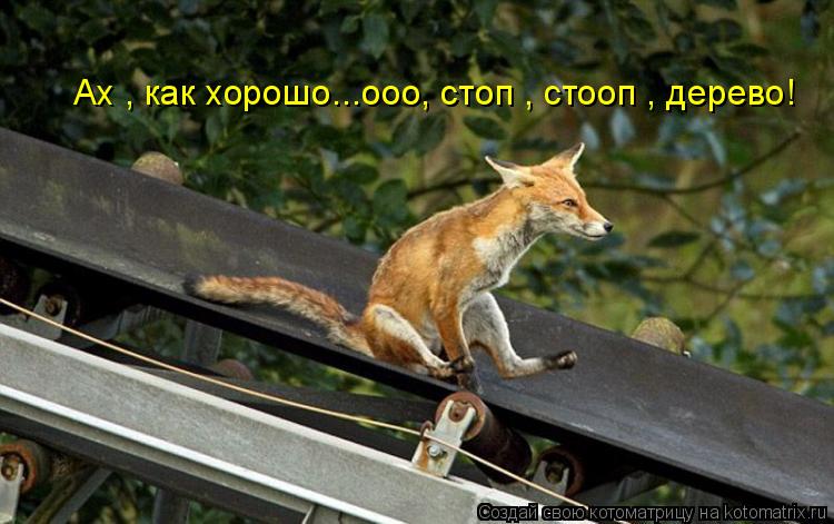 Ах , как Ах , как хорошо...ооо, стоп , стооп , дерево!... Котоматрица: Ах , как Ах , как хорошо...ооо, стоп , стооп , дерево!