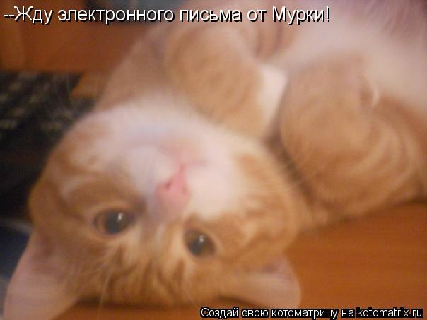 --Жду электронного письма от Мурки!... Котоматрица: --Жду электронного письма от Мурки!