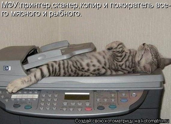 МФУ:принтер,сканер,копир и пожиратель все- го мясного и рыбного.... Котоматрица: МФУ:принтер,сканер,копир и пожиратель все- го мясного и рыбного.