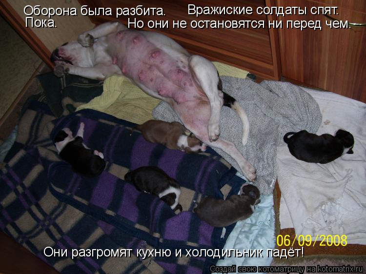 Оборона была разбита. Вражиские солдаты спят. Они разгромят кухню и холодильник падёт! Но они не оста... Котоматрица: Оборона была разбита. Вражиские солдаты спят. Они разгромят кухню и холодильник падёт! Но они не остановятся ни перед чем. Пока.
