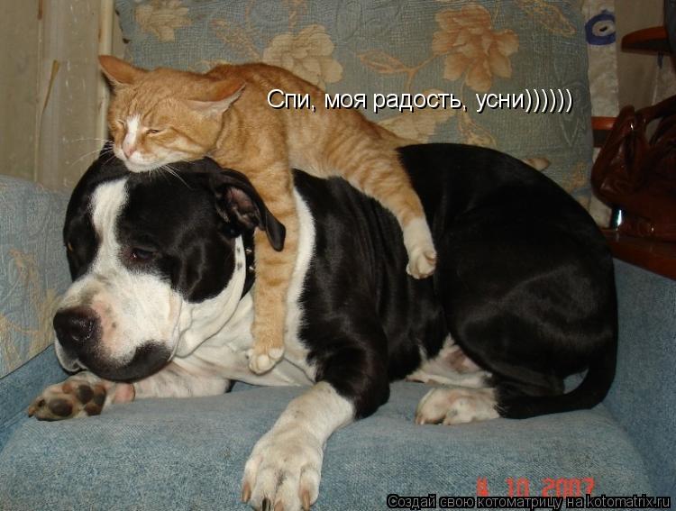 Спи, моя радость, усни))))))... Котоматрица: Спи, моя радость, усни))))))