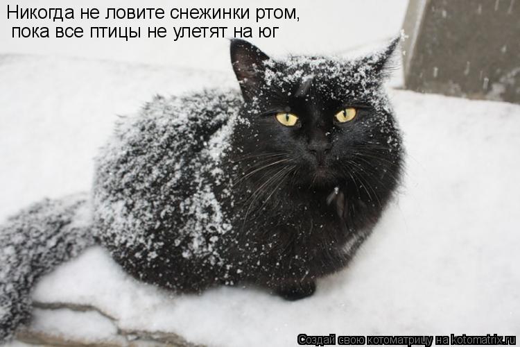 Никогда не ловите снежинки ртом, пока все птицы не улетят на юг... Котоматрица: Никогда не ловите снежинки ртом, пока все птицы не улетят на юг