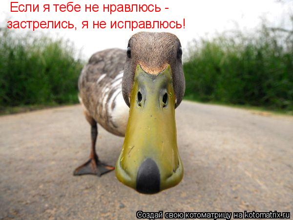 Если я тебе не нравлюсь - застрелись, я не исправлюсь!... Котоматрица: Если я тебе не нравлюсь - застрелись, я не исправлюсь!