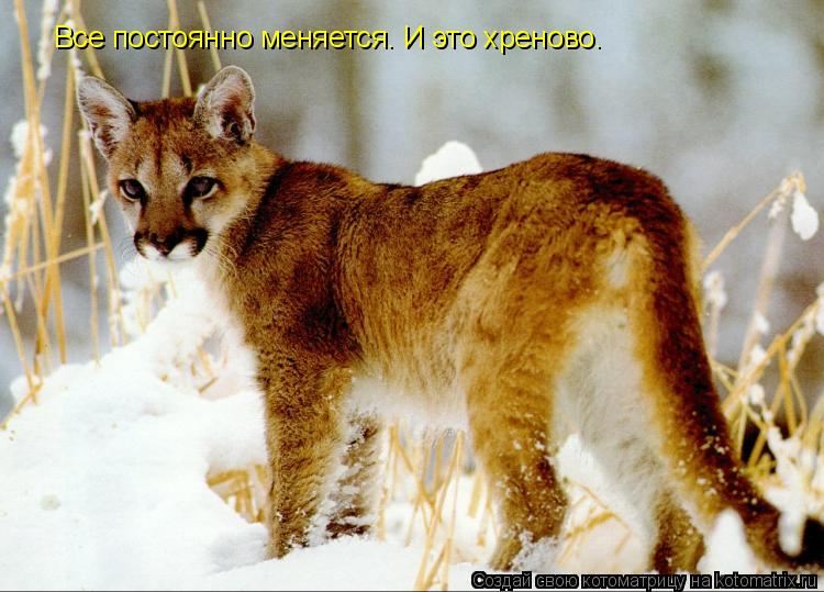 Все постоянно меняется… И это хреново.... Котоматрица: Все постоянно меняется… И это хреново.