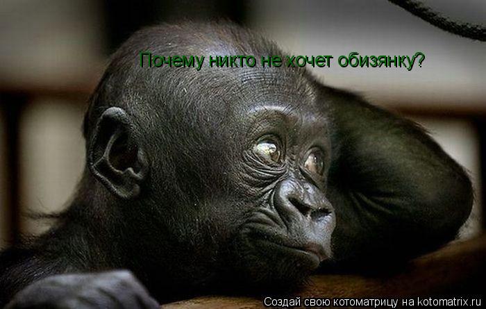Почему никто не хочет обизянку?... Котоматрица: Почему никто не хочет обизянку?