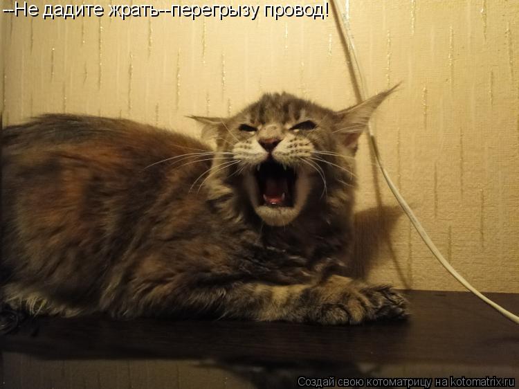 --Не дадите жрать--перегрызу провод!... Котоматрица: --Не дадите жрать--перегрызу провод!