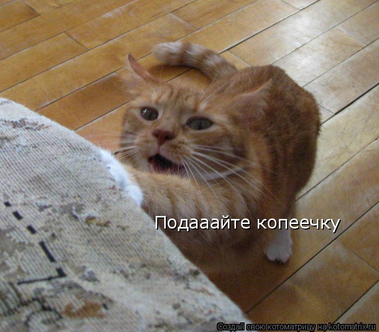 Подааайте копеечку... Котоматрица: Подааайте копеечку