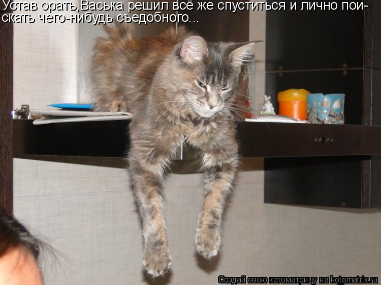 Устав орать,Васька решил всё же спуститься и лично пои- скать чего-нибудь съедобного...... Котоматрица: Устав орать,Васька решил всё же спуститься и лично пои- скать чего-нибудь съедобного...