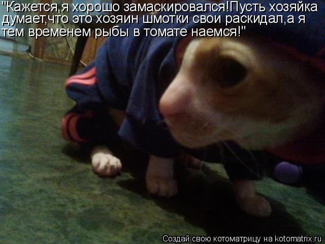 "Кажется,я хорошо замаскировался!Пусть хозяйка думает,что это хозяин шмотки свои раскидал,а я тем вре... Котоматрица: "Кажется,я хорошо замаскировался!Пусть хозяйка думает,что это хозяин шмотки свои раскидал,а я тем временем рыбы в томате наемся!"
