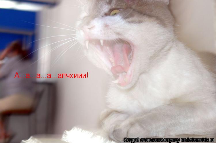 А...а...а...а...апчхиии!... Котоматрица: А...а...а...а...апчхиии!