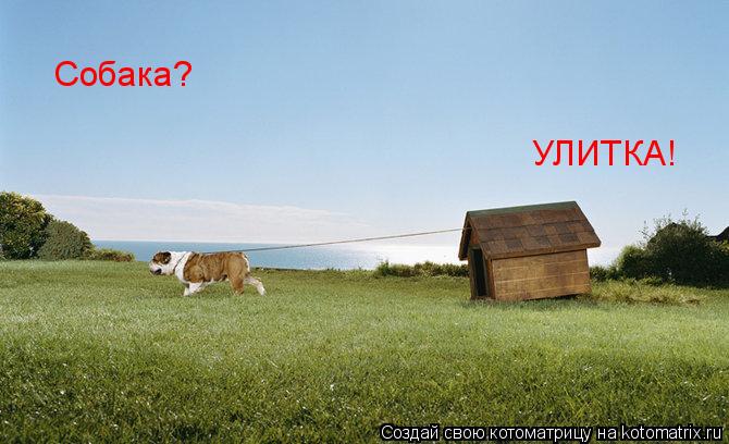 Собака? УЛИТКА!... Котоматрица: Собака? УЛИТКА!