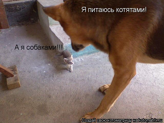 Я питаюсь котятами! А я собаками!!!... Котоматрица: Я питаюсь котятами! А я собаками!!!