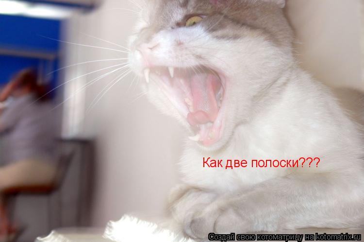 Как две полоски???... Котоматрица: Как две полоски???
