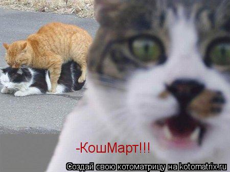 -КошМарт!!!... Котоматрица: -КошМарт!!!