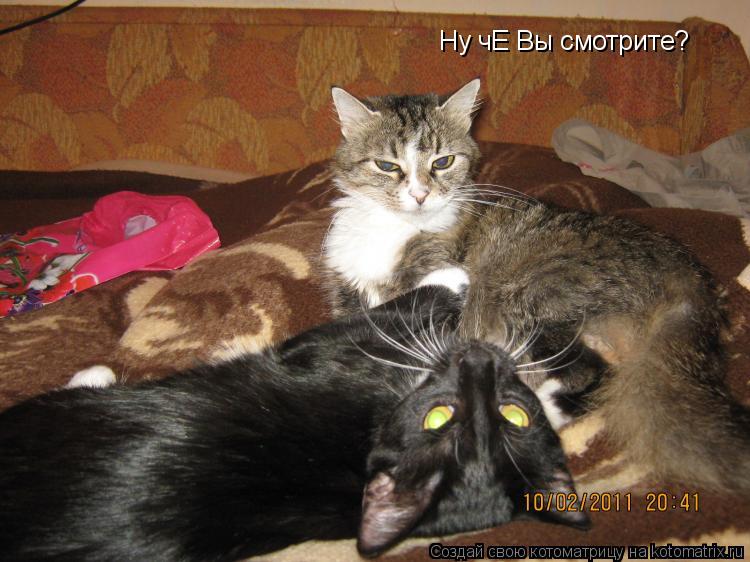 Ну чЕ Вы смотрите?... Котоматрица: Ну чЕ Вы смотрите?