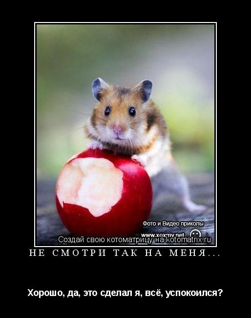 Не смотри так на меня... Хорошо, да, это сделал я, всё, успокоился?... Котоматрица: Не смотри так на меня... Хорошо, да, это сделал я, всё, успокоился?