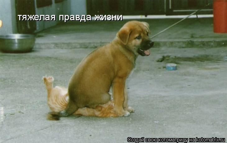 тяжелая правда жизни... Котоматрица: тяжелая правда жизни