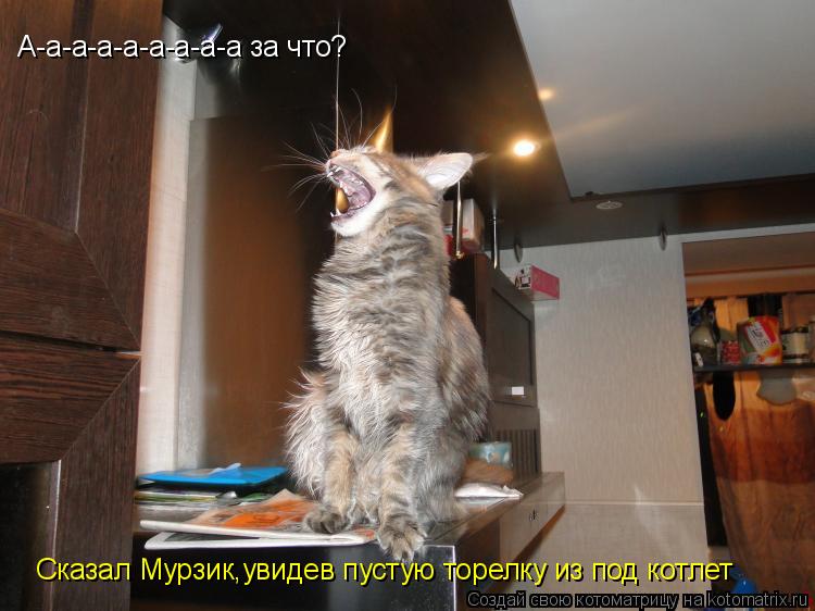 А-а-а-а-а-а-а-а-а за что? Сказал Мурзик,увидев пустую торелку из под котлет... Котоматрица: А-а-а-а-а-а-а-а-а за что? Сказал Мурзик,увидев пустую торелку из под котлет