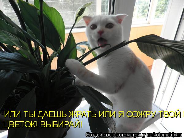 ИЛИ ТЫ ДАЕШЬ ЖРАТЬ ИЛИ Я СОЖРУ ТВОЙ ЦВЕТОК! ВЫБИРАЙ! ЦВЕТОК! ВЫБИРАЙ!... Котоматрица: ИЛИ ТЫ ДАЕШЬ ЖРАТЬ ИЛИ Я СОЖРУ ТВОЙ ЦВЕТОК! ВЫБИРАЙ! ЦВЕТОК! ВЫБИРАЙ!