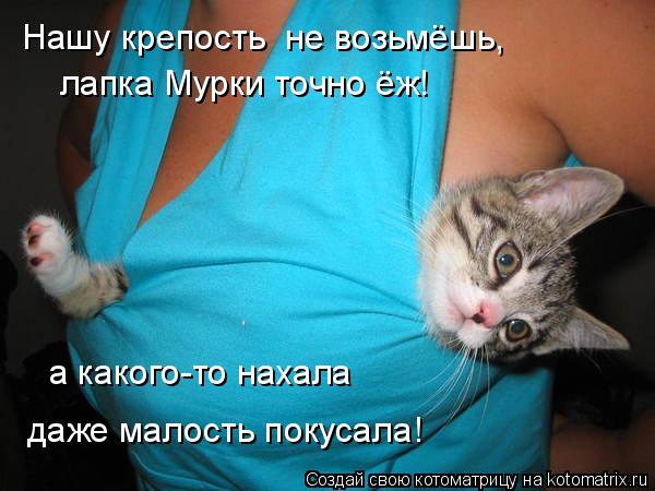 лапка Мурки точно ёж! Нашу крепость не возьмёшь, а какого-то нахала даже малость покусала!... Котоматрица: лапка Мурки точно ёж! Нашу крепость не возьмёшь, а какого-то нахала даже малость покусала!