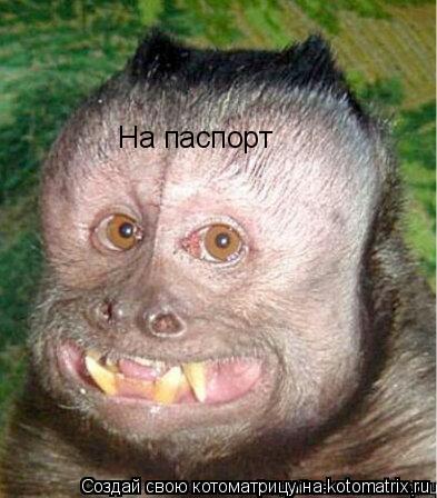 На паспорт... Котоматрица: На паспорт