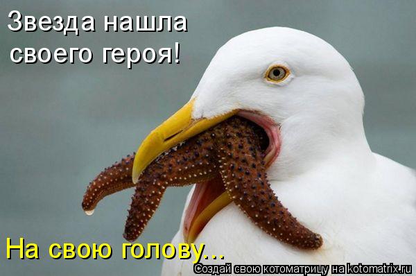 Звезда нашла своего героя! На свою голову...... Котоматрица: Звезда нашла своего героя! На свою голову...