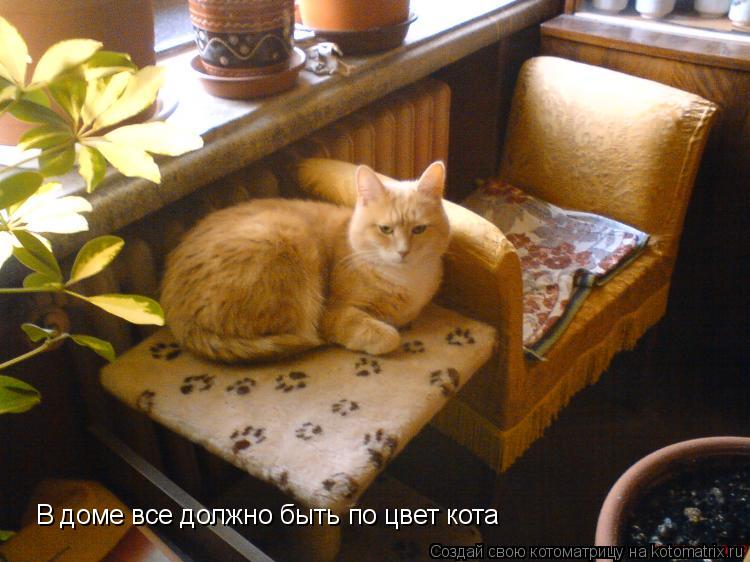 Котоматрица: В доме все должно быть по цвет кота