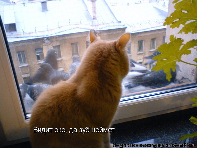 Котоматрица: Видит око, да зуб неймет