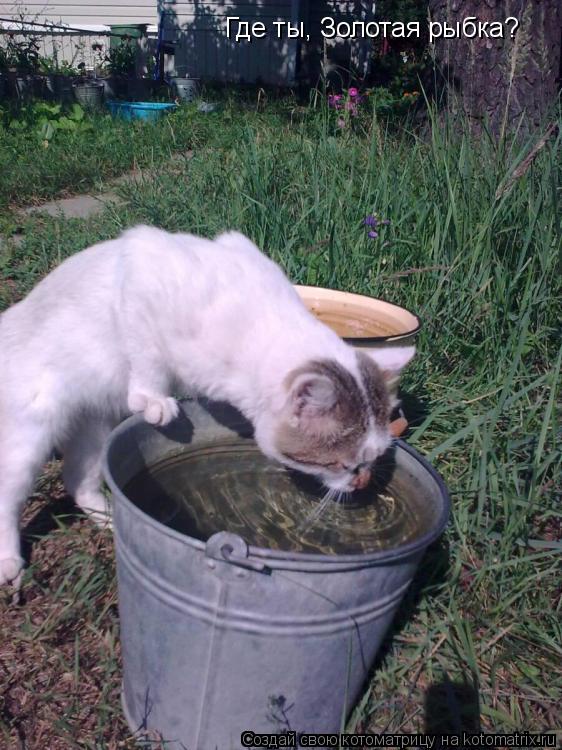 Котоматрица: Где ты, Золотая рыбка?