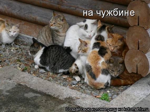 Котоматрица: на чужбине