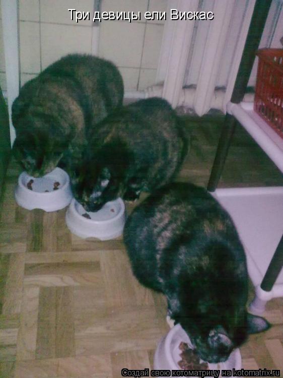 Котоматрица: Три девицы ели Вискас