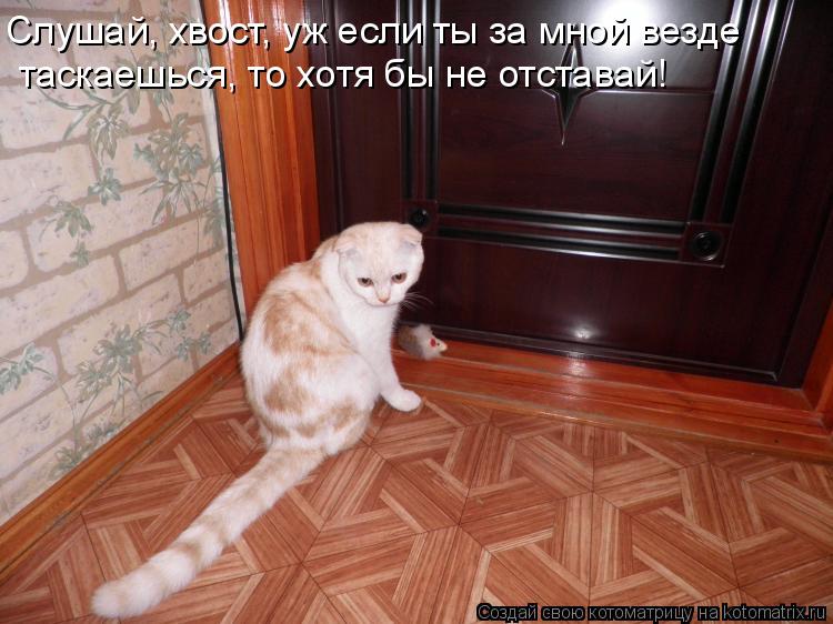 Слушай, хвост, уж если ты за мной везде таскаешься, то хотя бы не отставай!... Котоматрица: Слушай, хвост, уж если ты за мной везде таскаешься, то хотя бы не отставай!