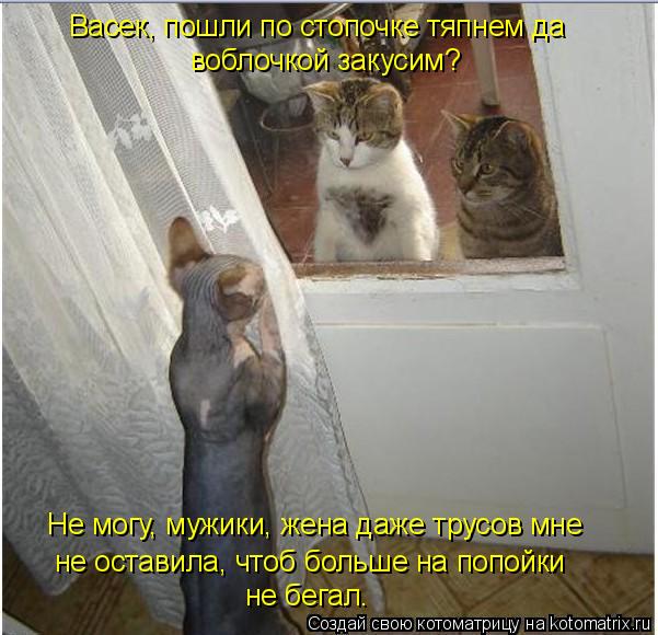 Васек, пошли по стопочке тяпнем да воблочкой закусим? Не могу, мужики, жена даже трусов мне не остави... Котоматрица: Васек, пошли по стопочке тяпнем да воблочкой закусим? Не могу, мужики, жена даже трусов мне не оставила, чтоб больше на попойки не бегал.