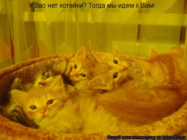 Котоматрица: У Вас нет котейки? Тогда мы идем к Вам!