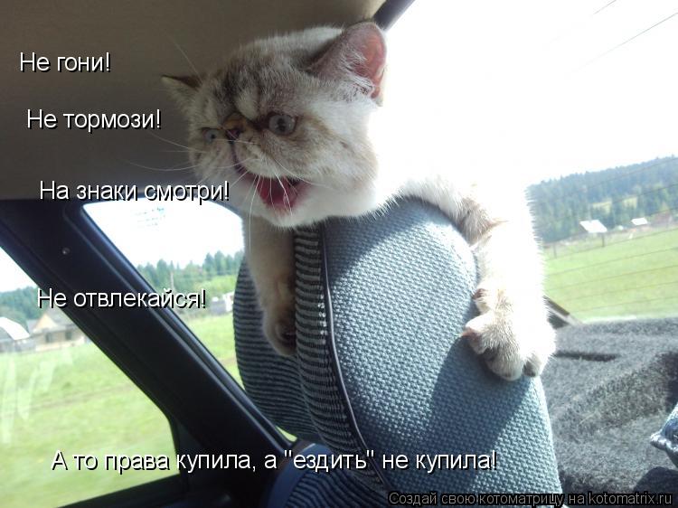 Котоматрица: Не гони! Не тормози! На знаки смотри! Не отвлекайся! А то права купила, а "ездить" не купила!