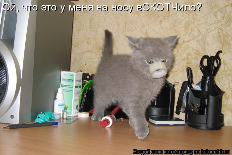 Ой, что это у меня на носу вСКОТЧило?... Котоматрица: Ой, что это у меня на носу вСКОТЧило?