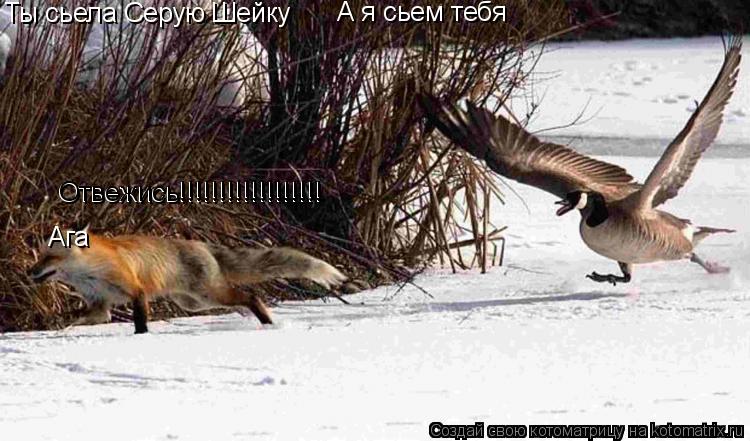 Котоматрица: Ты сьела Серую Шейку Ага А я сьем тебя Отвежись!!!!!!!!!!!!!!!!!! Отвежись!!!!!!!!!!!!!!!!!!