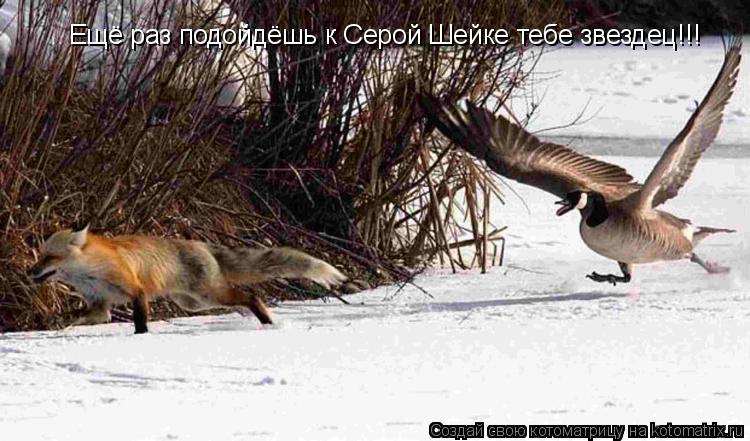 Ещё раз подойдёшь к Серой Шейке тебе звездец!!!... Котоматрица: Ещё раз подойдёшь к Серой Шейке тебе звездец!!!