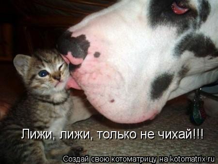 Котоматрица: Лижи, лижи, только не чихай!!!