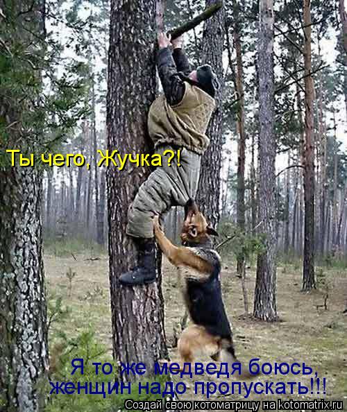 Котоматрица: Ты чего, Жучка?! Я то же медведя боюсь, женщин надо пропускать!!!