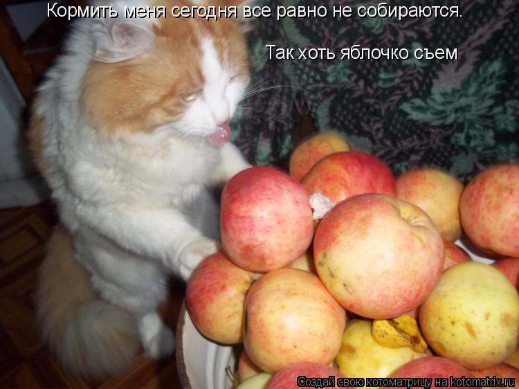 Котоматрица: Кормить меня сегодня все равно не собираются. Так хоть яблочко съем