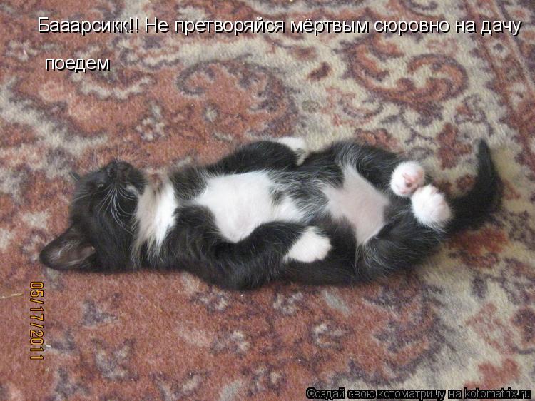 Котоматрица: Бааарсикк!! Не претворяйся мёртвым сюровно на дачу  поедем