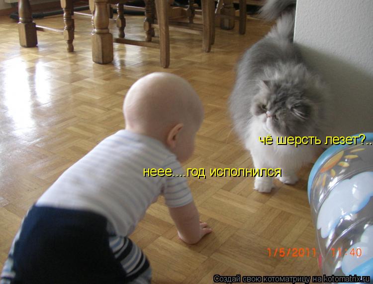 Котоматрица: чё шерсть лезет?.... неее....год исполнился