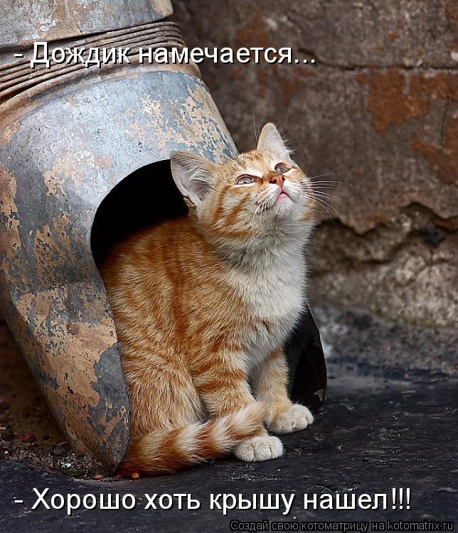 - Дождик намечается... - Хорошо хоть крышу нашел!!!... Котоматрица: - Дождик намечается... - Хорошо хоть крышу нашел!!!