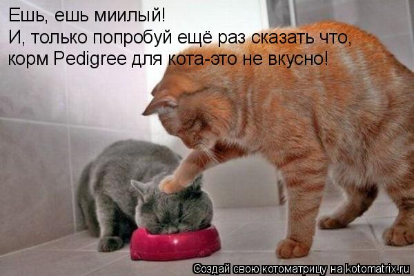 Котоматрица: Ешь, ешь миилый! И, только попробуй ещё раз сказать что, корм Pedigree для кота-это не вкусно!