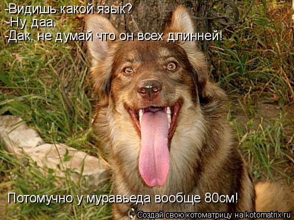 Котоматрица: -Видишь какой язык? -Ну, даа. -Дак, не думай что он всех длинней!  Потомучно у муравьеда вообще 80см!