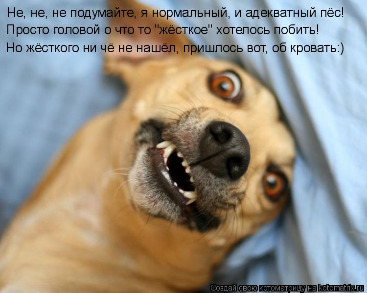 Котоматрица: Не, не, не подумайте, я нормальный, и адекватный пёс! Просто головой о что то "жёсткое" хотелось побить! Но жёсткого ни чё не нашёл, пришлось во