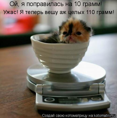 Котоматрица: Ой, я поправилась на 10 грамм! Ужас! Я теперь вешу аж целых 110 грамм!