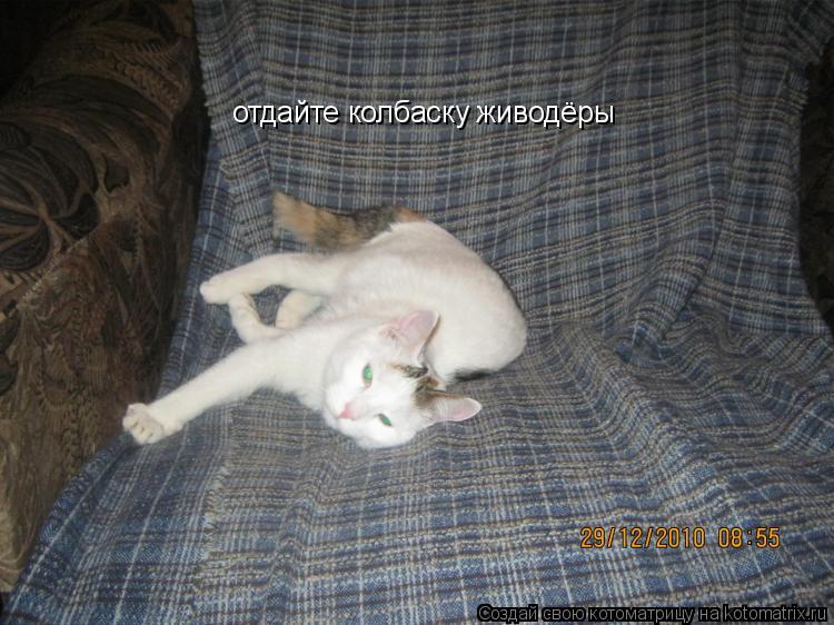 Котоматрица: отдайте колбаску живодёры