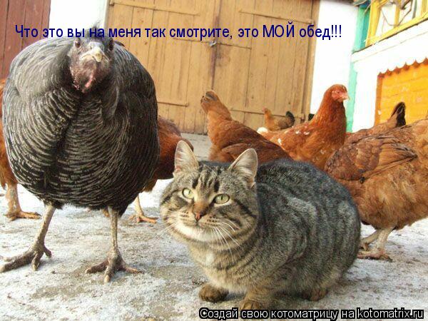 Котоматрица: Что это вы на меня так смотрите, это МОЙ обед!!!